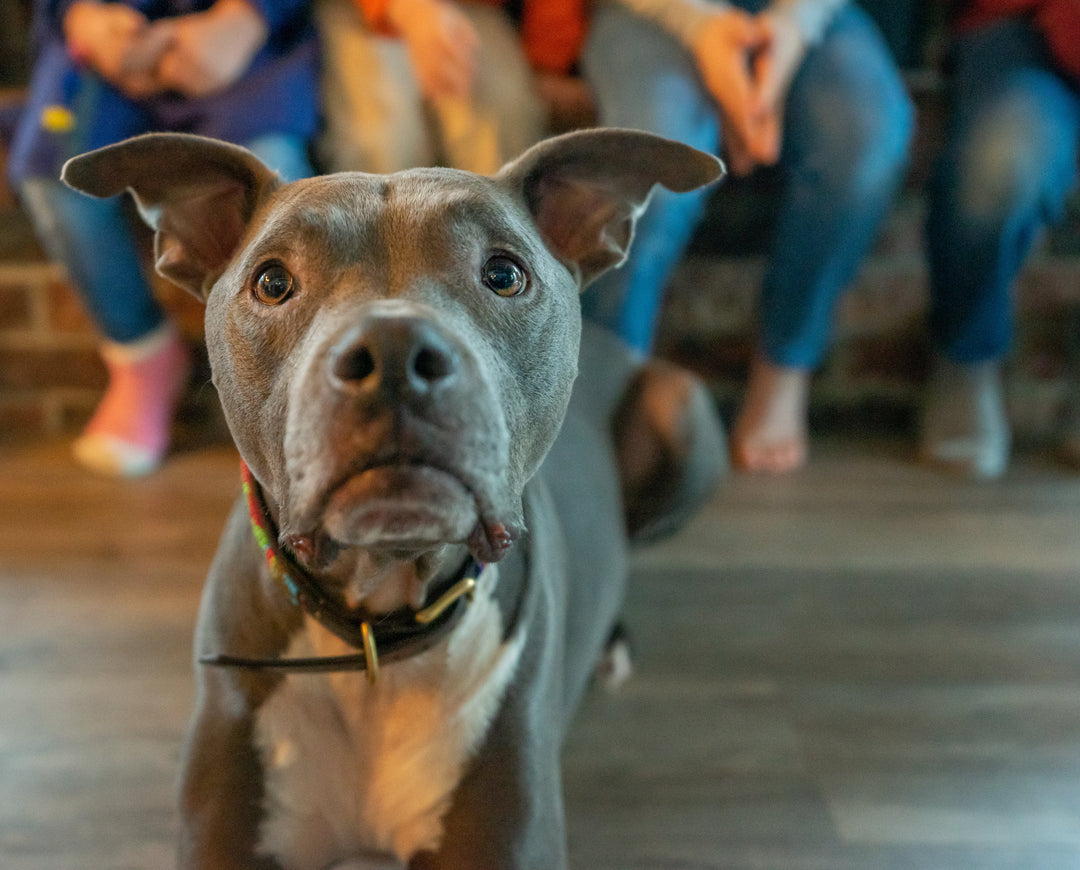 Supplemente für Hunde: sinnvoll oder überflüssig?
