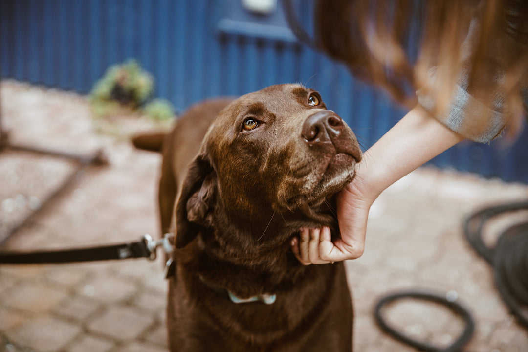 Darmgesundheit beim Hund: Warum sie so entscheidend ist