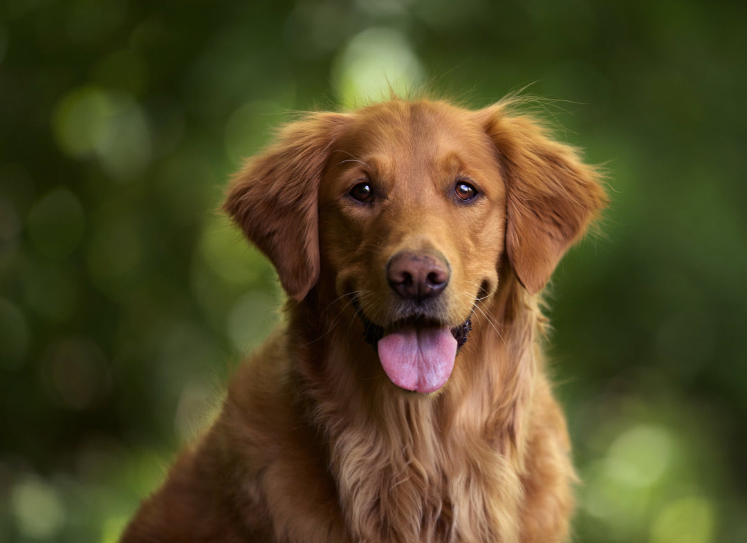 Gesunde Gelenke beim Hund – worauf du wirklich achten solltest